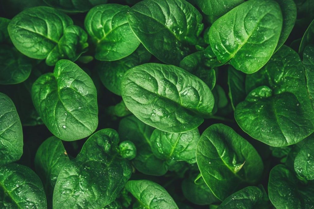 Frozen – spinach