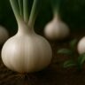 Fresh garlic