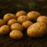 Fresh potato